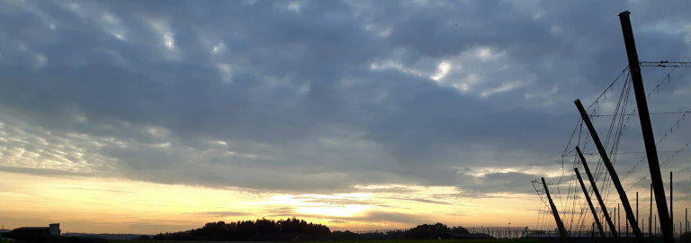 Ein Hopfengarten im Sonnenuntergang